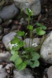 Viola verecunda. Цветущее растение. Приморский край, Шкотовский р-н, окр. с. Романовка, полидоминантный пойменный лес на левом берегу р. Суходол, на галечнике. 20.05.2015.