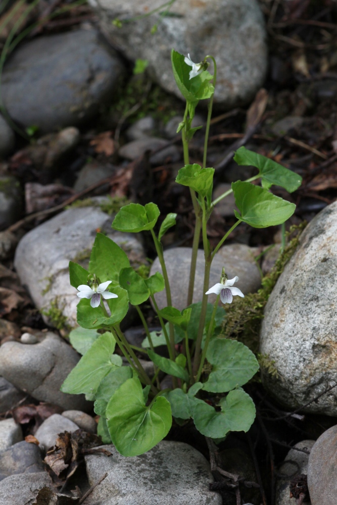 Image of Viola verecunda specimen.