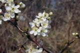 Prunus stepposa. Часть побега с цветками. Республика Адыгея, г. Майкоп, восточная окраина города, у вязовой рощи. 22.03.2016.