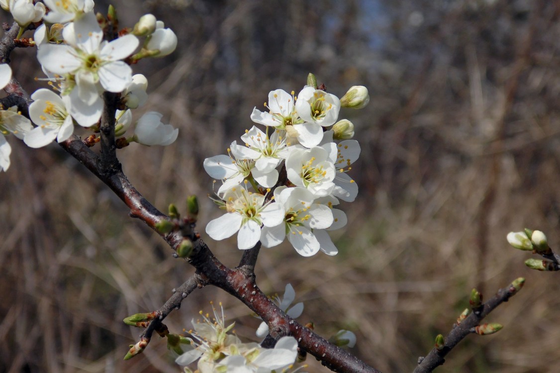 Изображение особи Prunus stepposa.