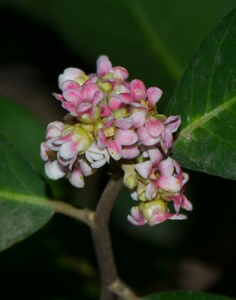 Image of Rhus integrifolia specimen.