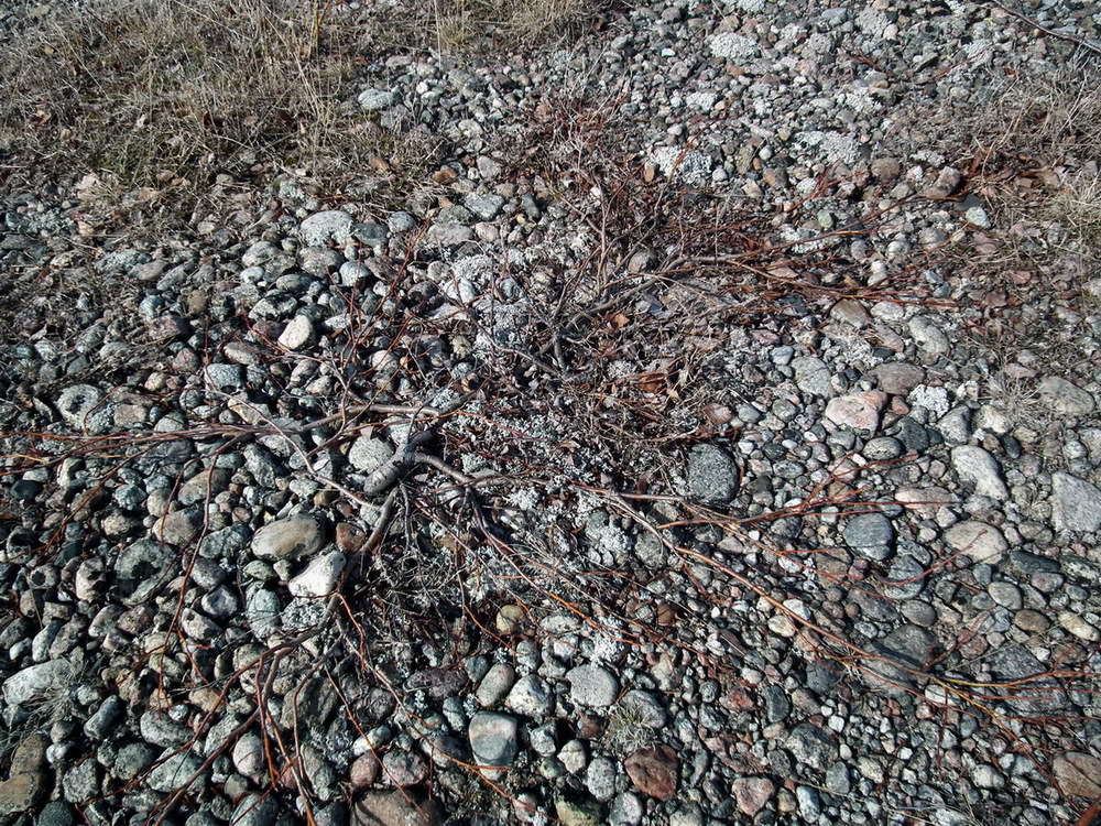 Image of genus Salix specimen.