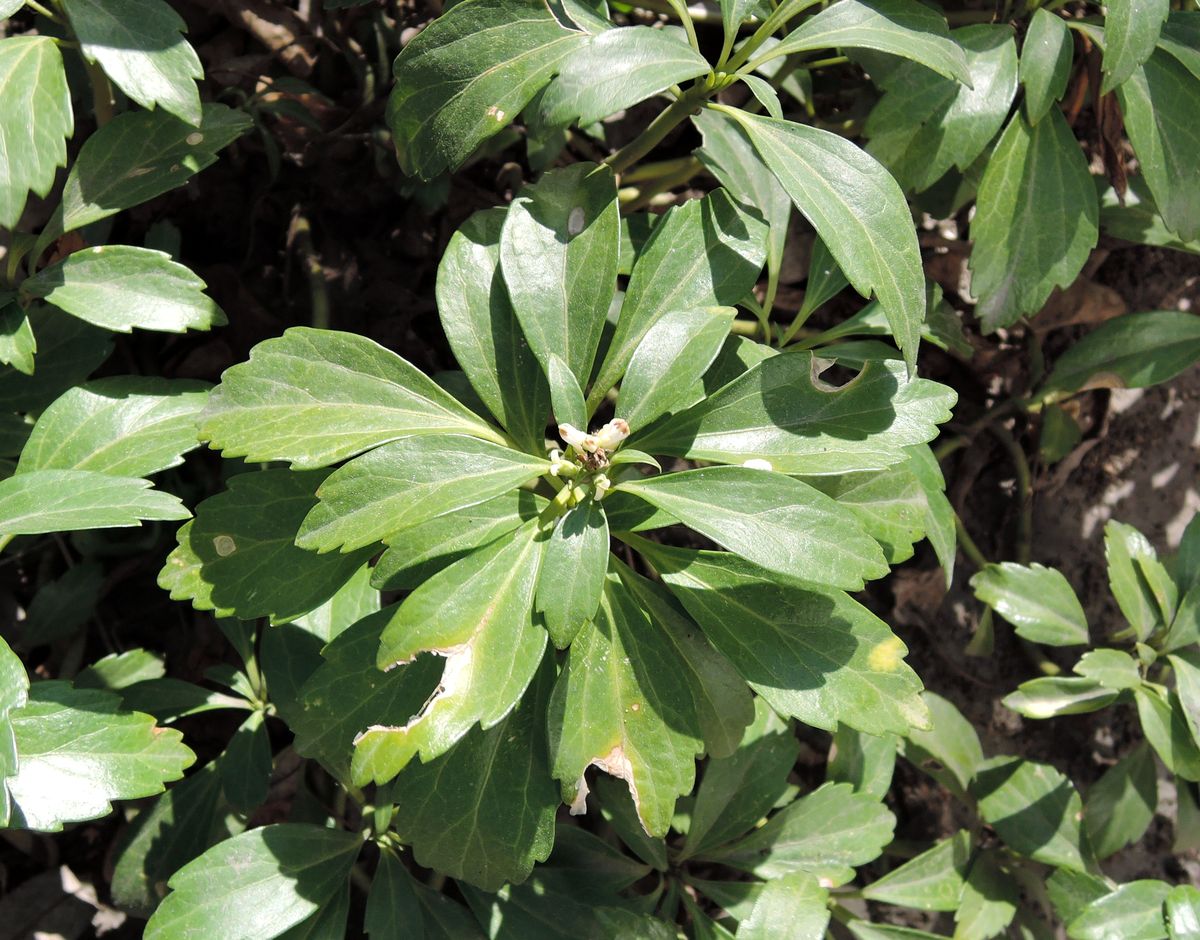 Image of Pachysandra terminalis specimen.