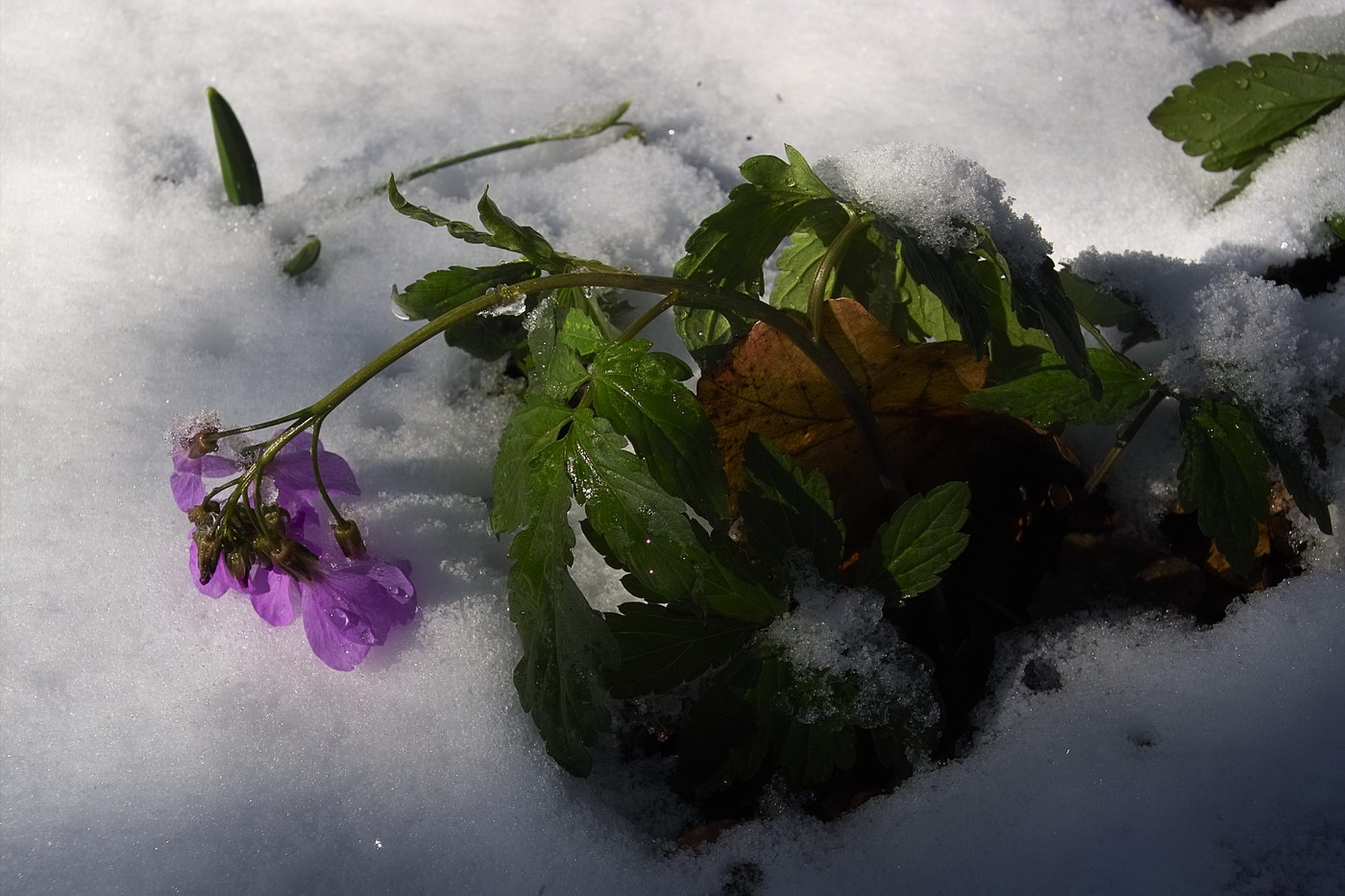 Image of Cardamine quinquefolia specimen.