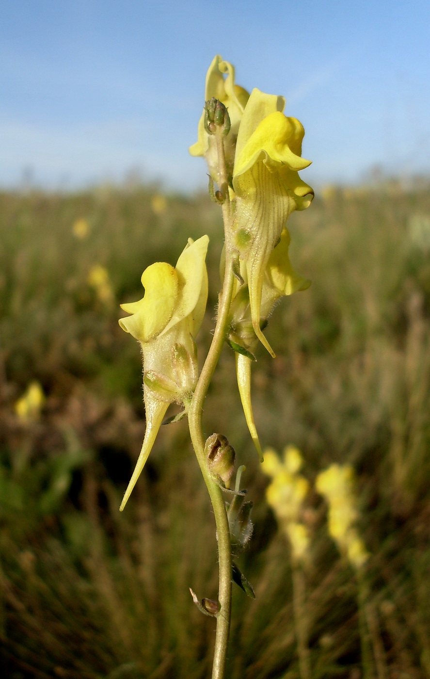 Image of Linaria macroura specimen.