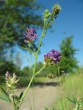 Medicago sativa