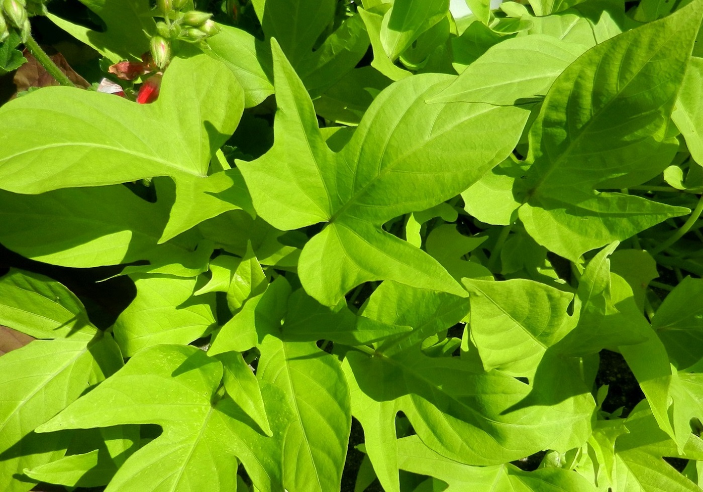 Image of Ipomoea batatas specimen.