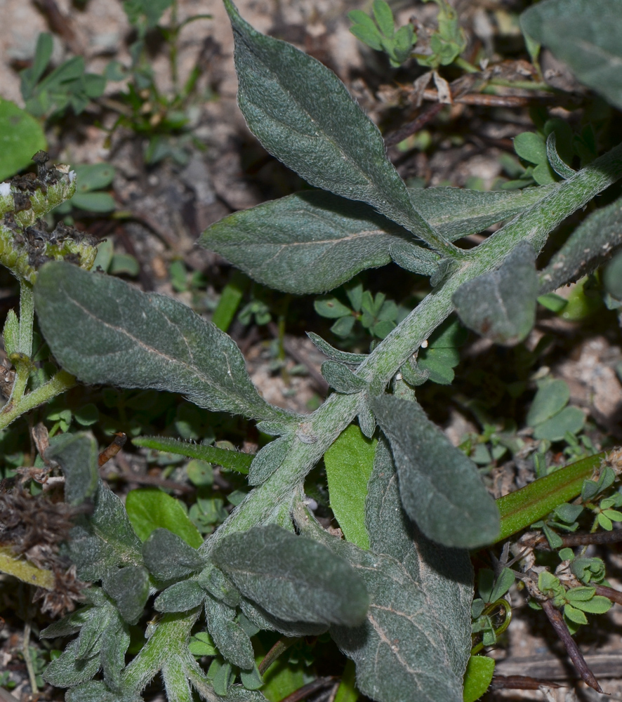 Image of Heliotropium erosum specimen.