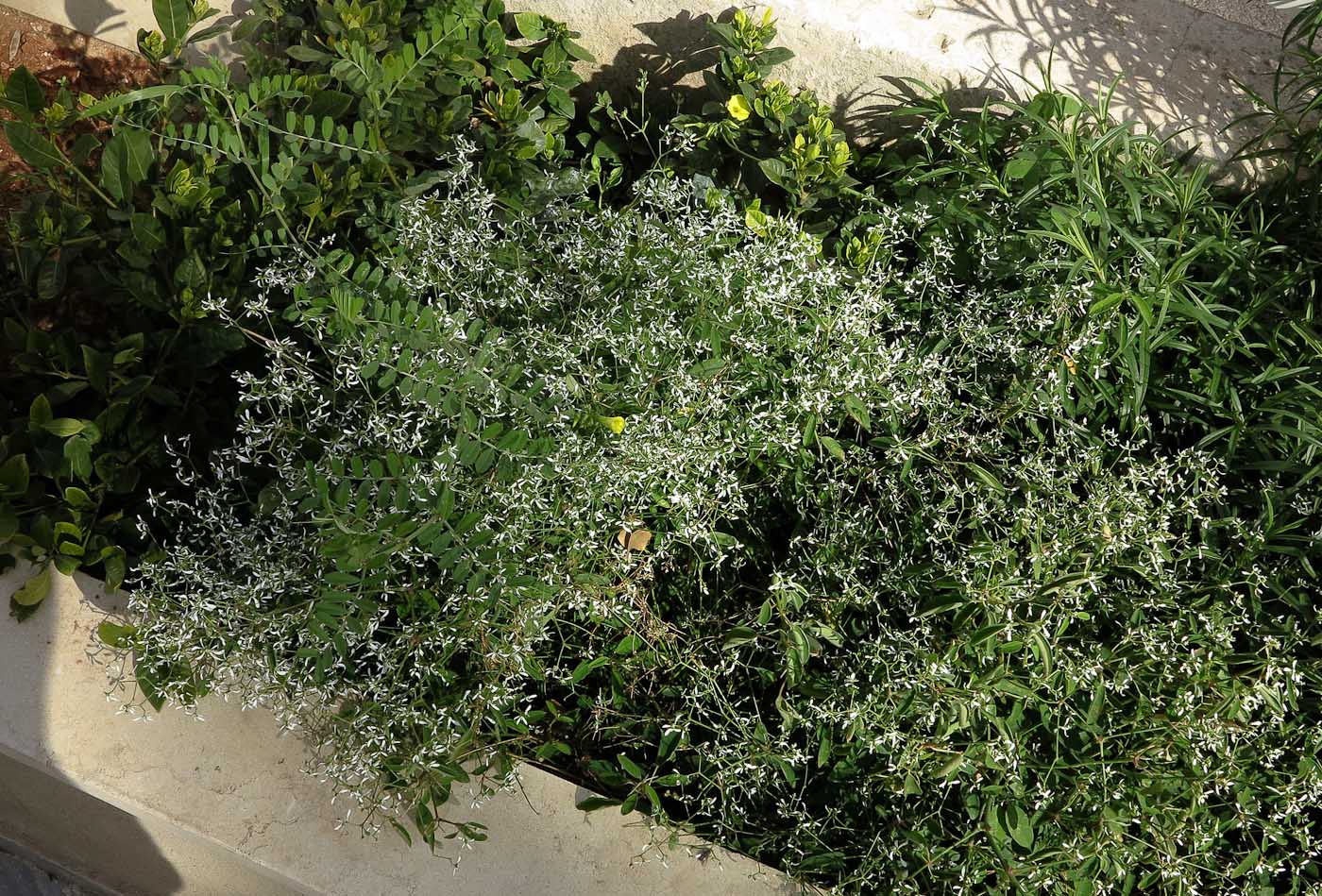Image of Euphorbia graminea specimen.