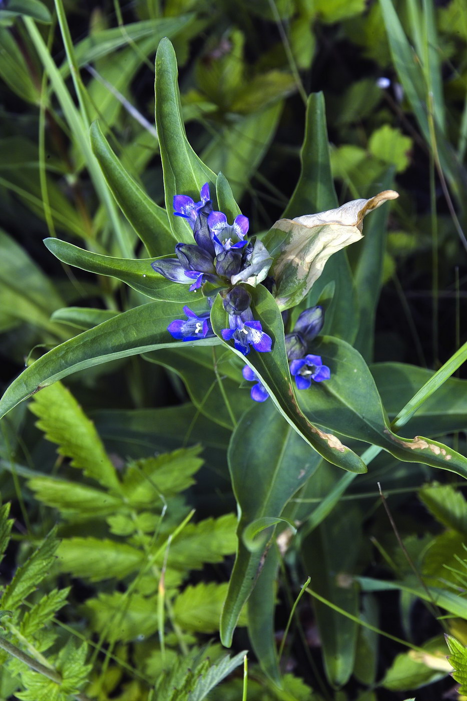 Изображение особи Gentiana cruciata.