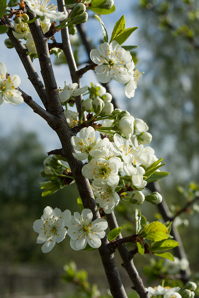 Изображение особи Prunus domestica.