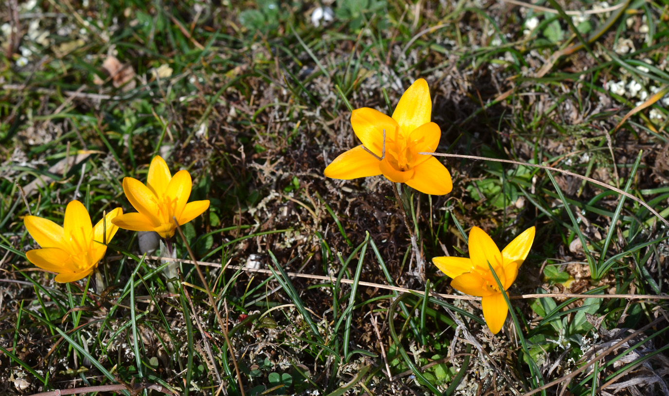 Изображение особи Crocus angustifolius.