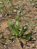 Plantago lanceolata