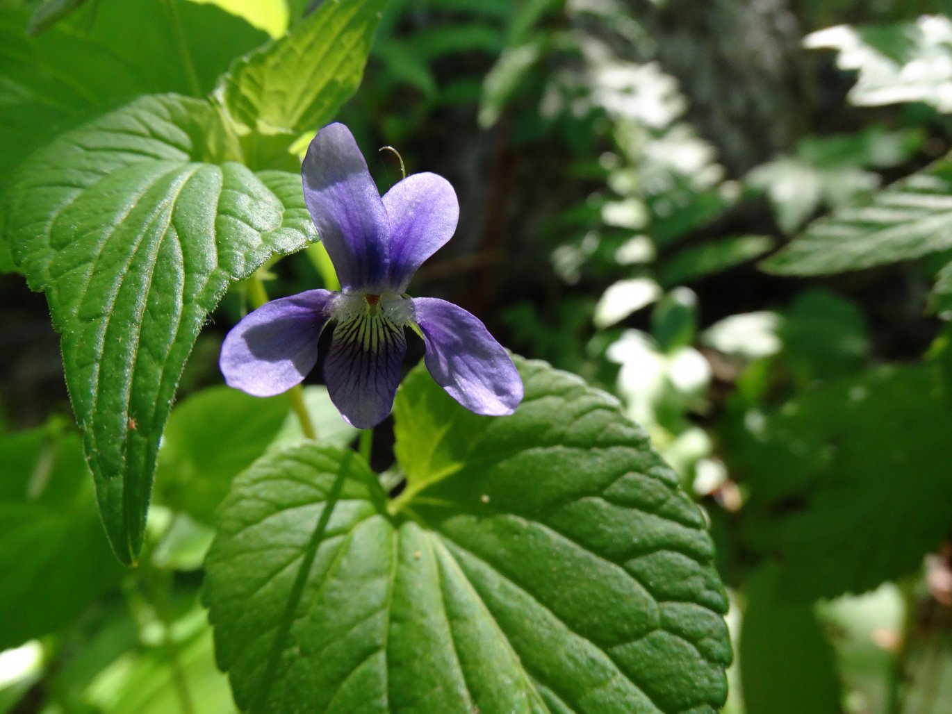 Image of Viola acuminata specimen.