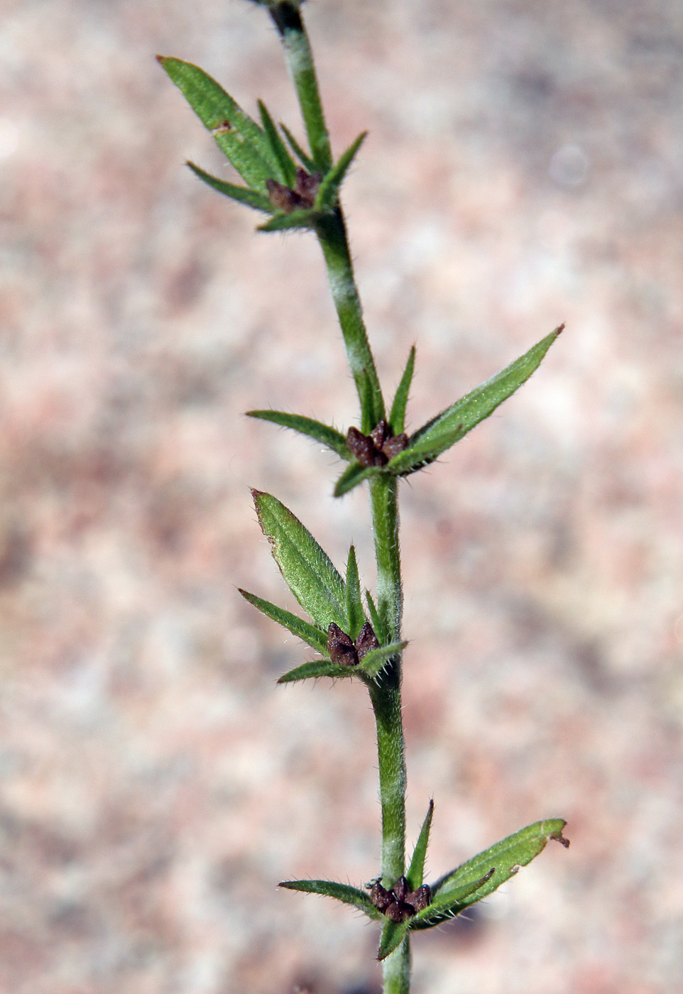 Изображение особи Buglossoides arvensis.