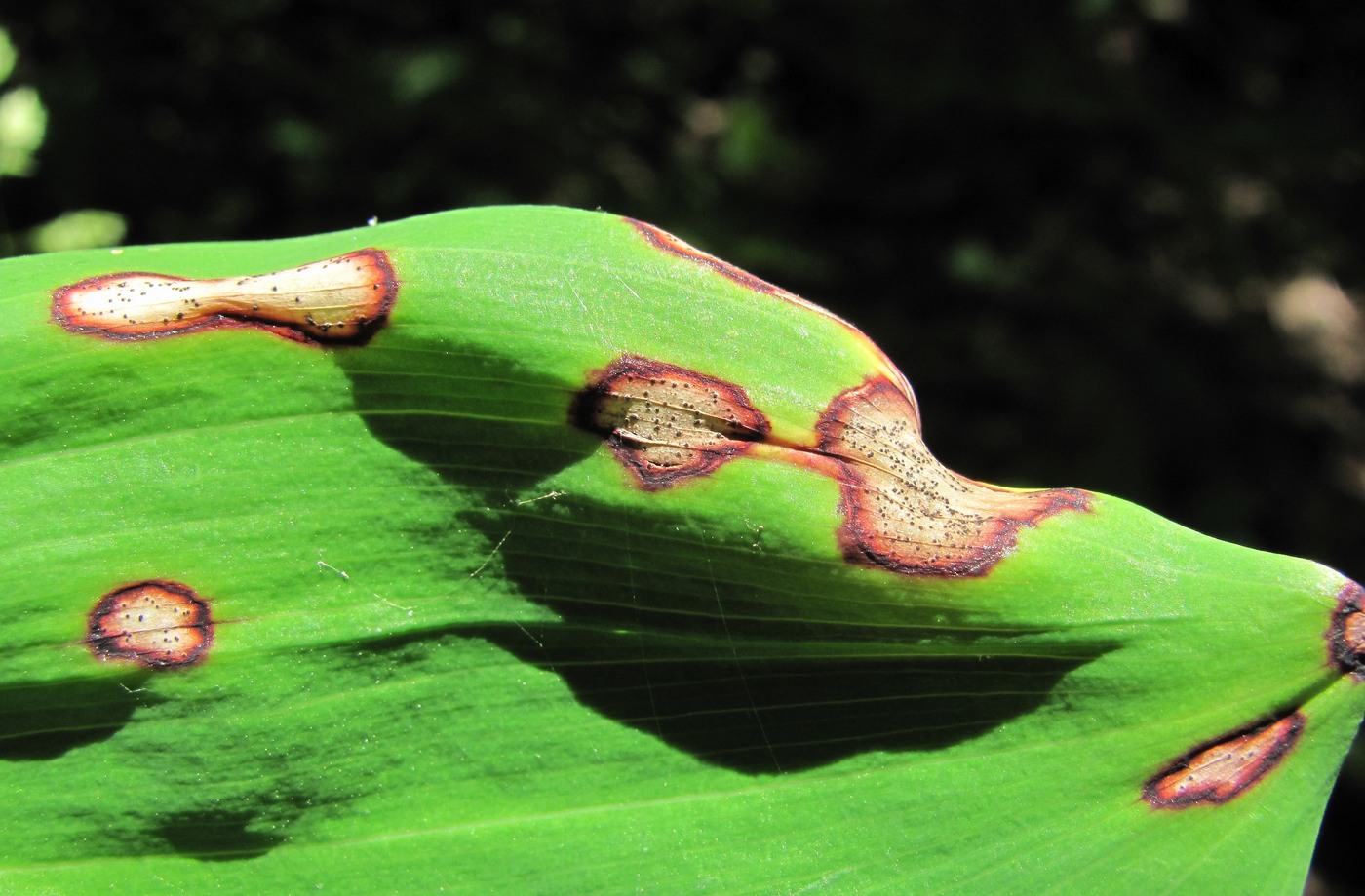 Image of Polygonatum glaberrimum specimen.