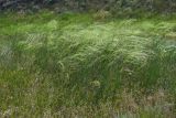Stipa capillata. Цветущие растения. Крым, Арабатская стрелка, окр. с. Соляное, зал. Восточный Сиваш, степной склон вблизи оборонительного вала. 22.06.2016.