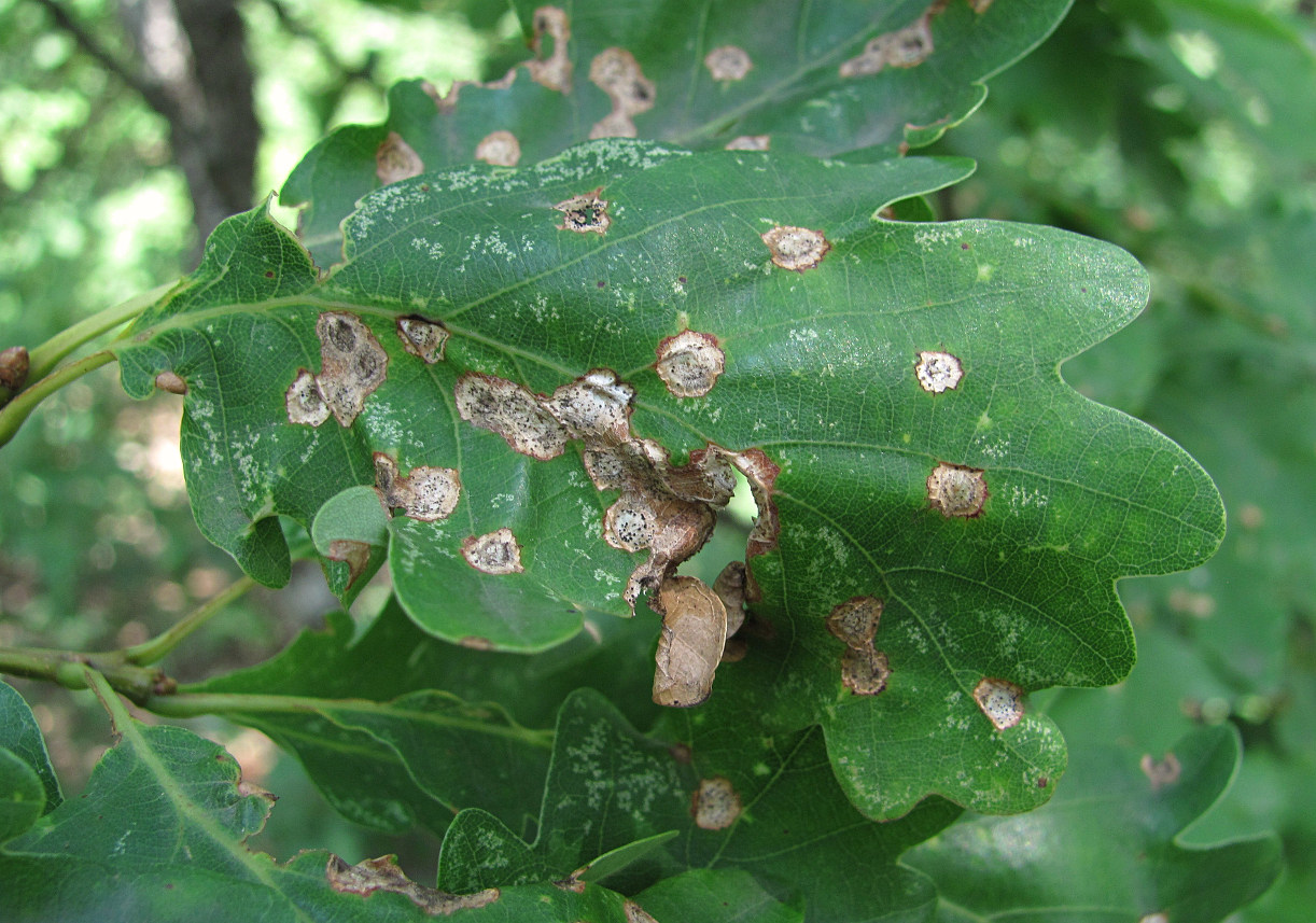 Изображение особи Quercus petraea.