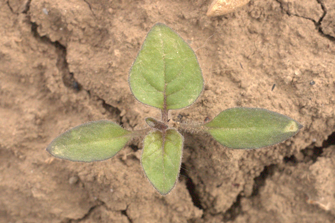 Image of Solanum nigrum specimen.