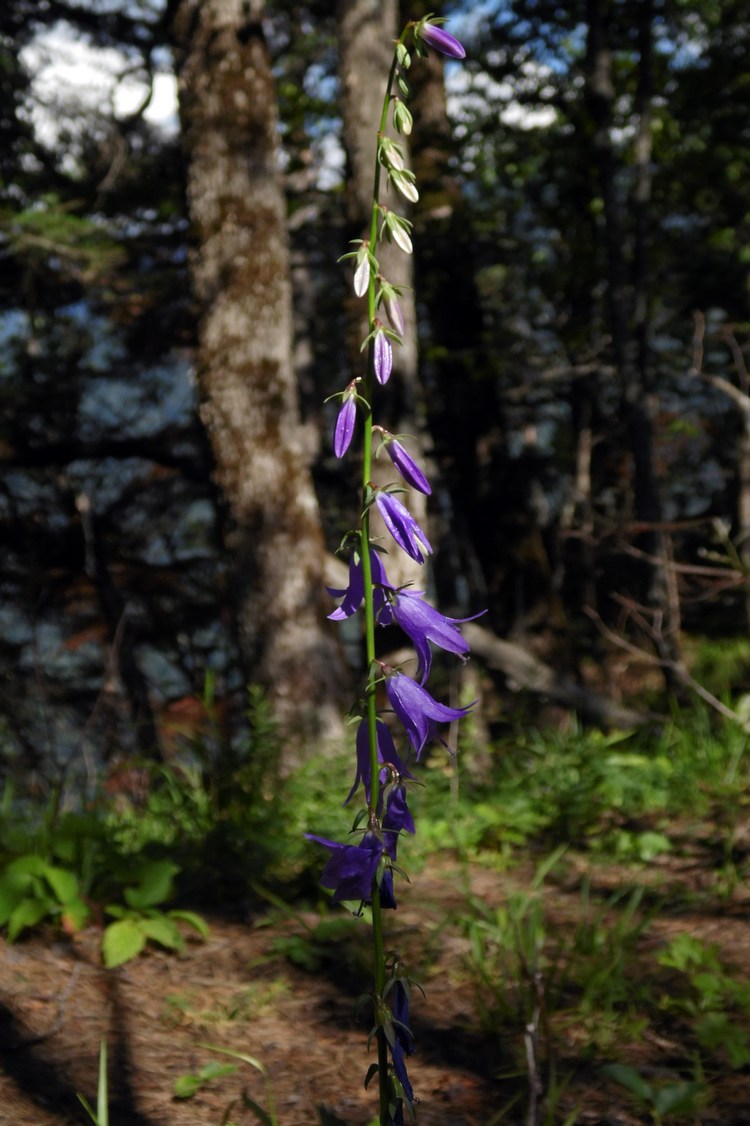 Image of Campanula rapunculoides specimen.
