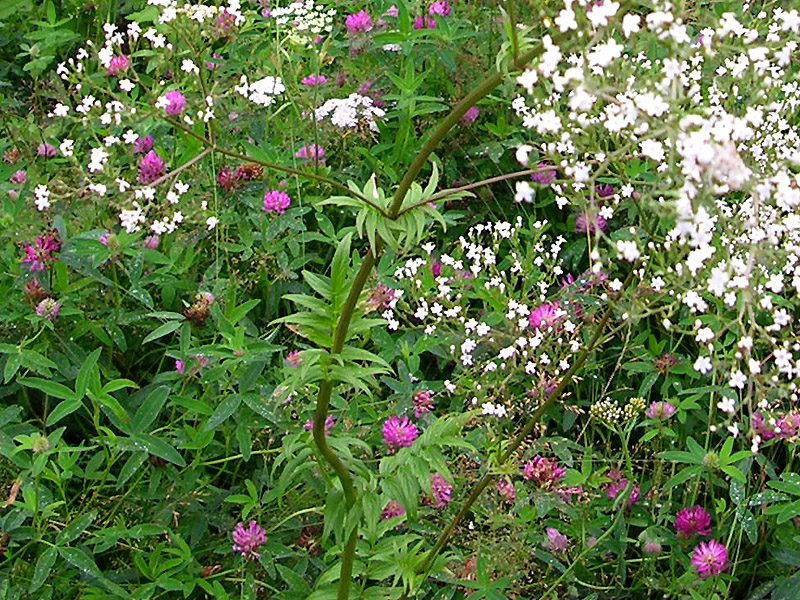 Изображение особи род Valeriana.