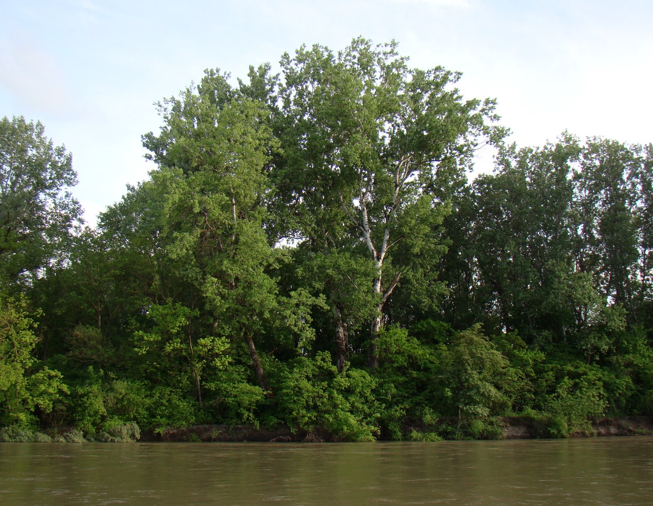 Image of Populus alba specimen.