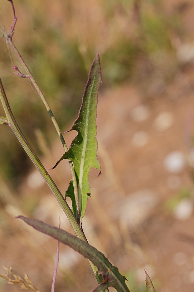 Изображение особи Lactuca tatarica.