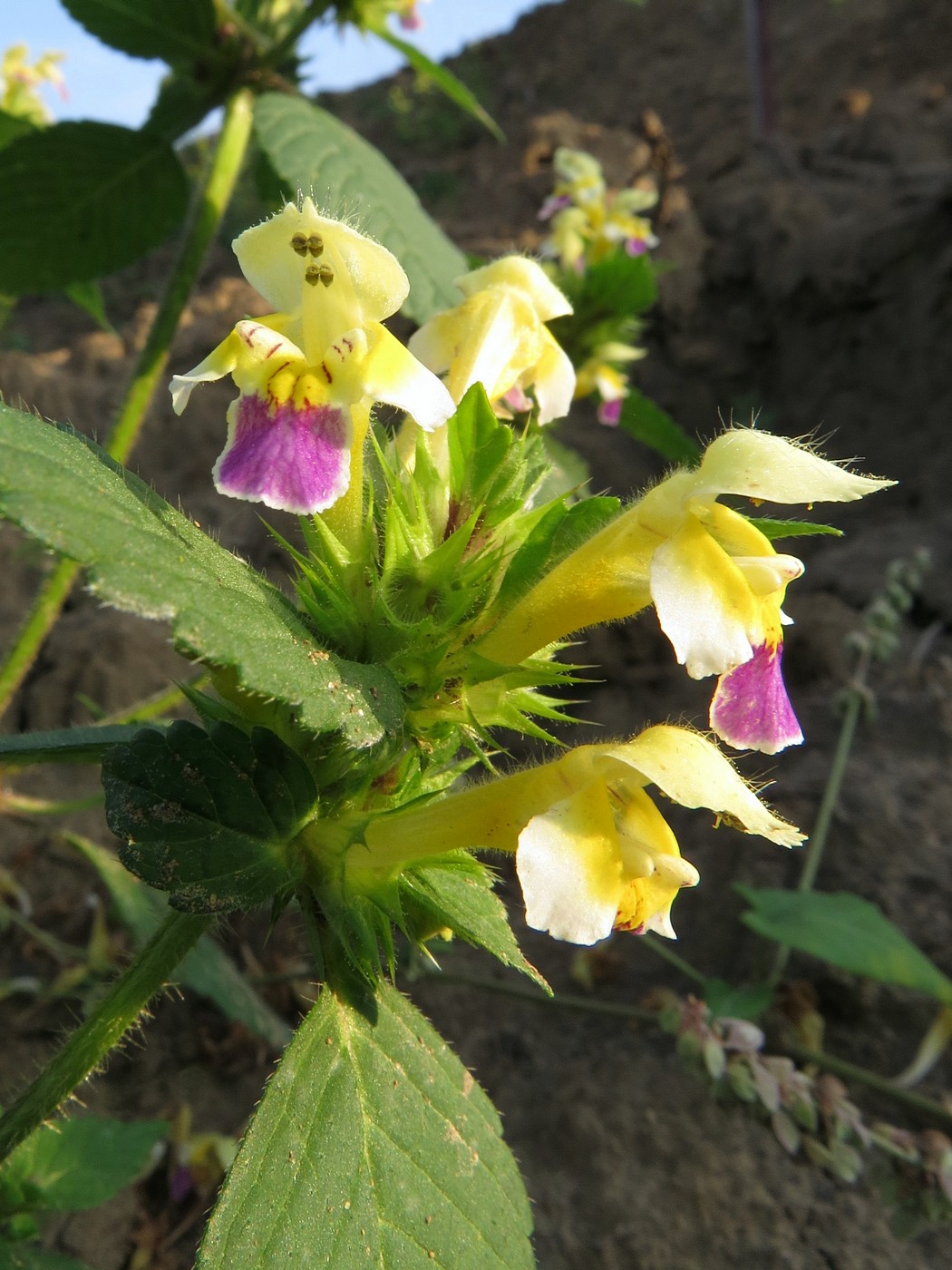 Изображение особи Galeopsis speciosa.