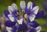 Lupinus &times; regalis