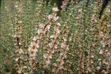 Salsola oppositifolia