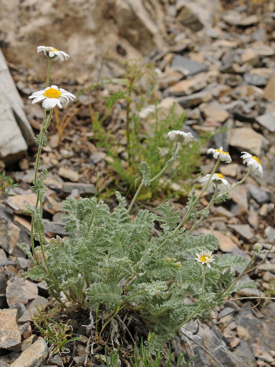 Image of Richteria pyrethroides specimen.