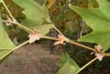 Platanus orientalis