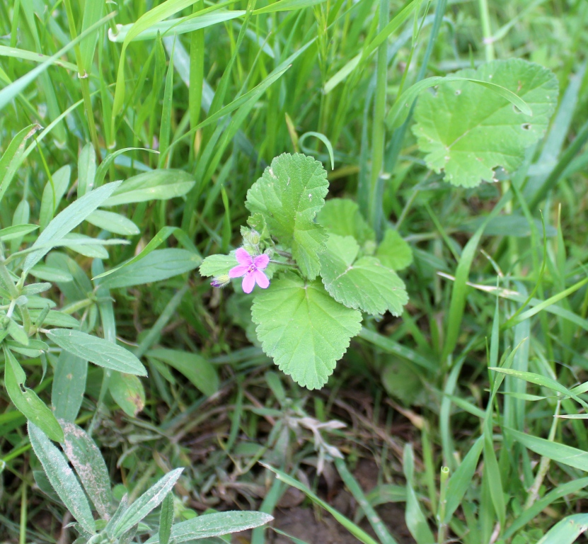 Image of Erodium malacoides specimen.