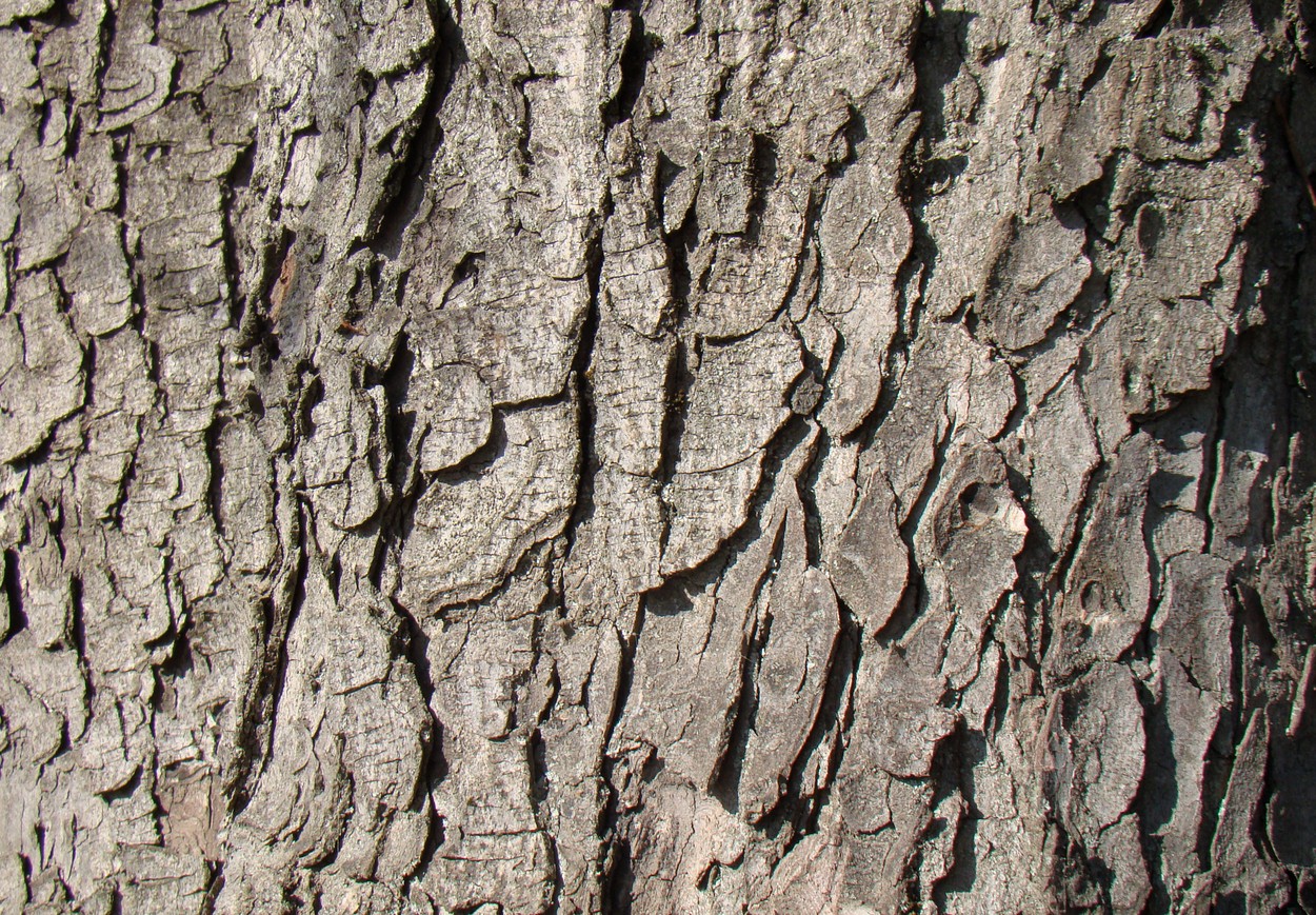 Image of Aesculus hippocastanum specimen.