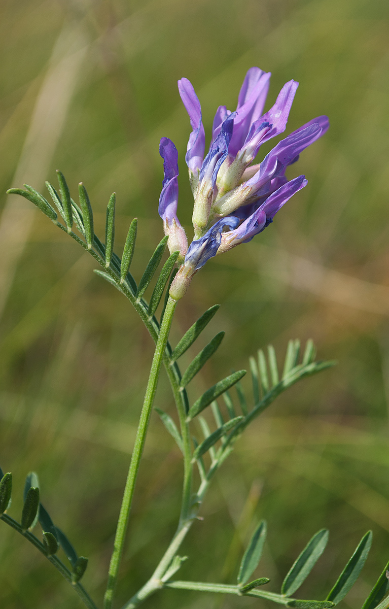 Image of Astragalus onobrychis specimen.