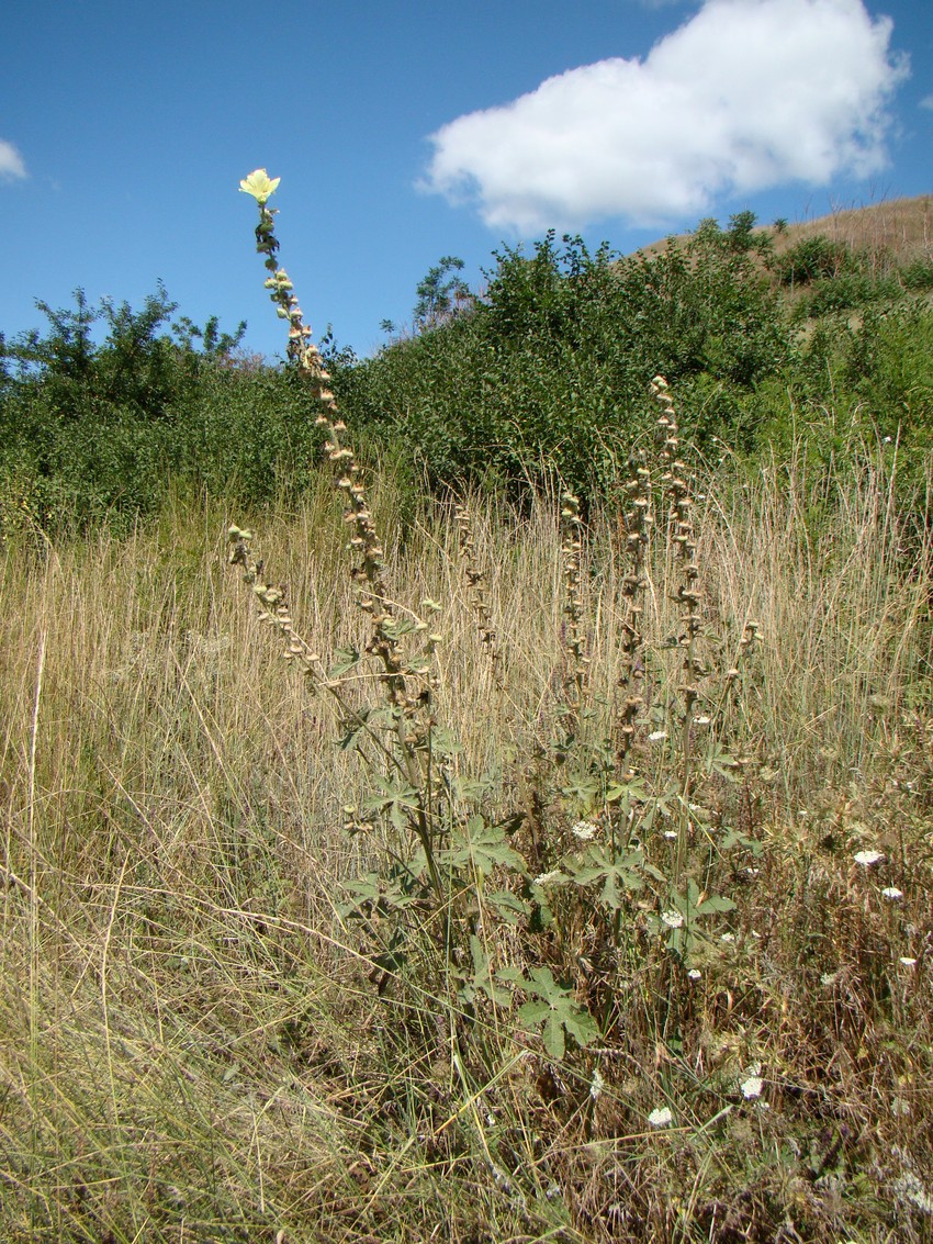 Изображение особи Alcea rugosa.