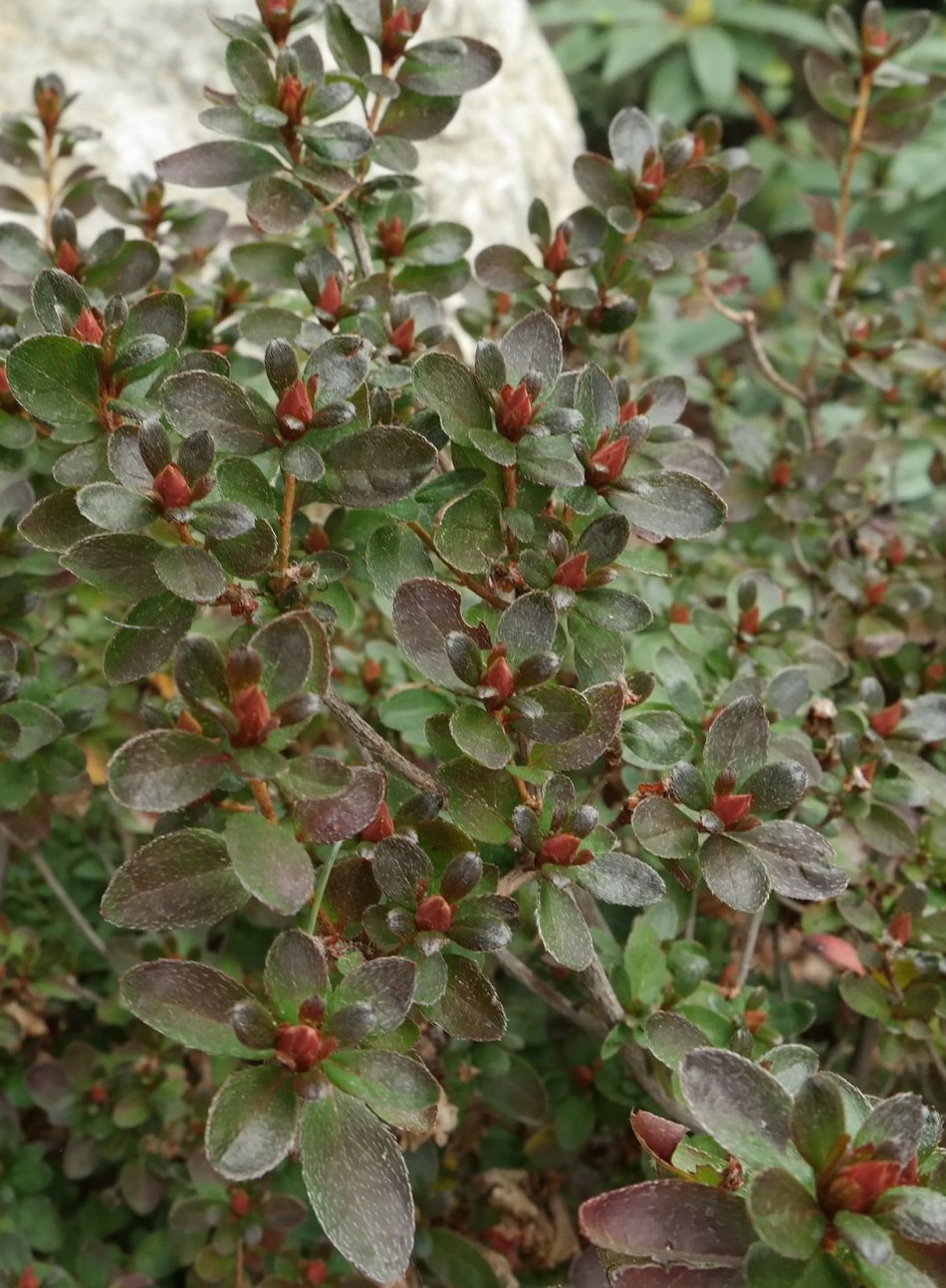 Изображение особи род Rhododendron.