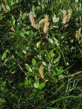 Salix rhaetica