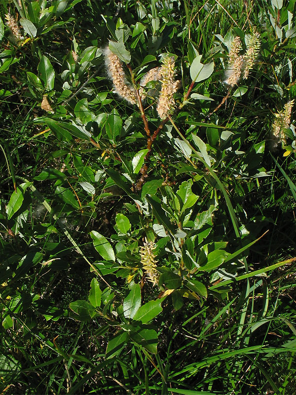 Изображение особи Salix rhaetica.