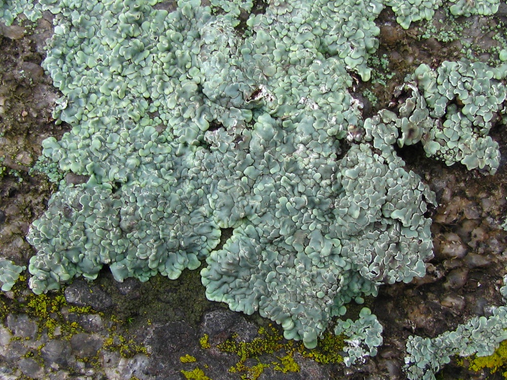 Изображение особи Lecanora muralis.