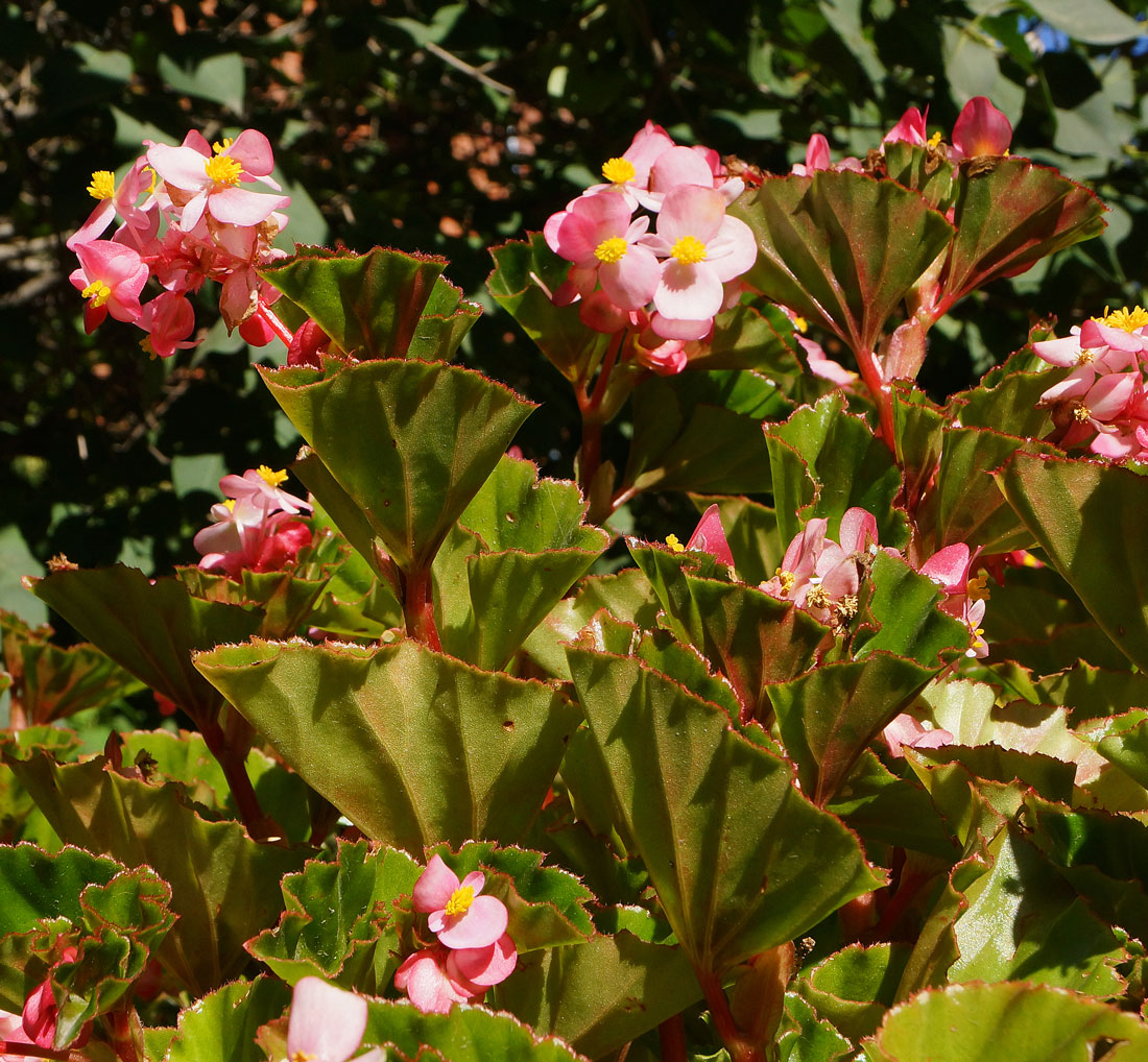Image of Begonia × hortensis specimen.