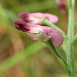 Fumaria officinalis