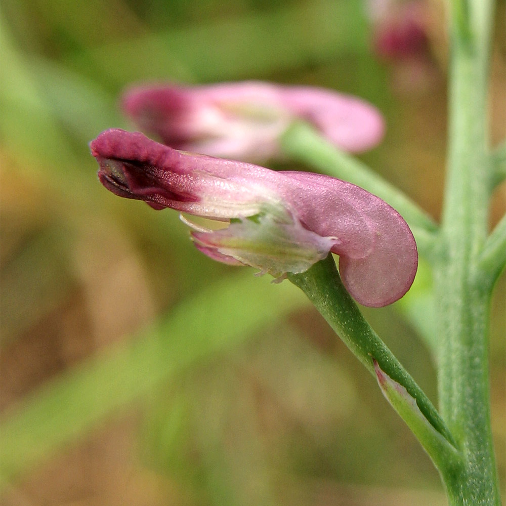 Image of Fumaria officinalis specimen.