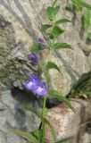 Scutellaria strigillosa. Верхушка цветущего растения. Приморский край, окр. г. Владивостока, бух. Бражникова, вблизи м. Клыкова, на скалах в прибрежной полосе. 15.08.2009.