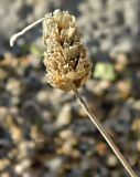 Lavandula pedunculata. Соплодие. Испания, Центральная Кордильера, нац. парк Сьерра-де-Гуадаррама, гранитный массив La Pedriza, ок. 1600 м н.у.м. Январь.