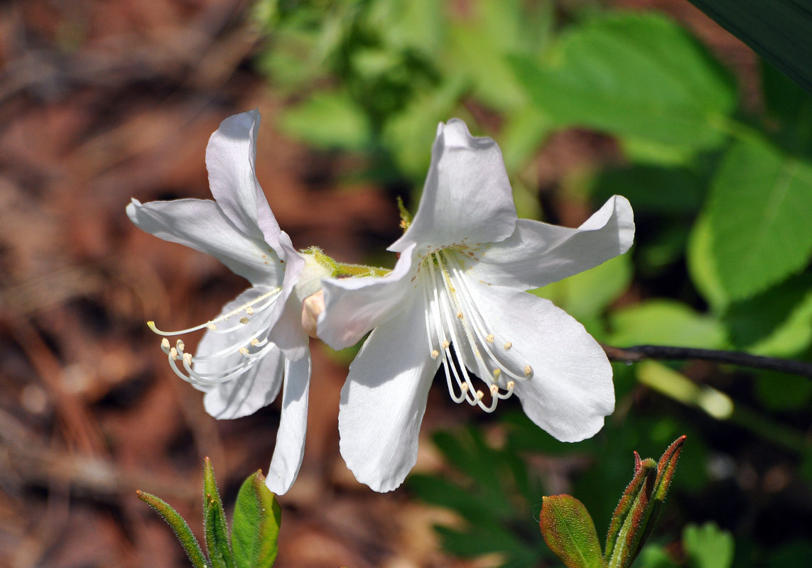 Image of Rhododendron schlippenbachii specimen.