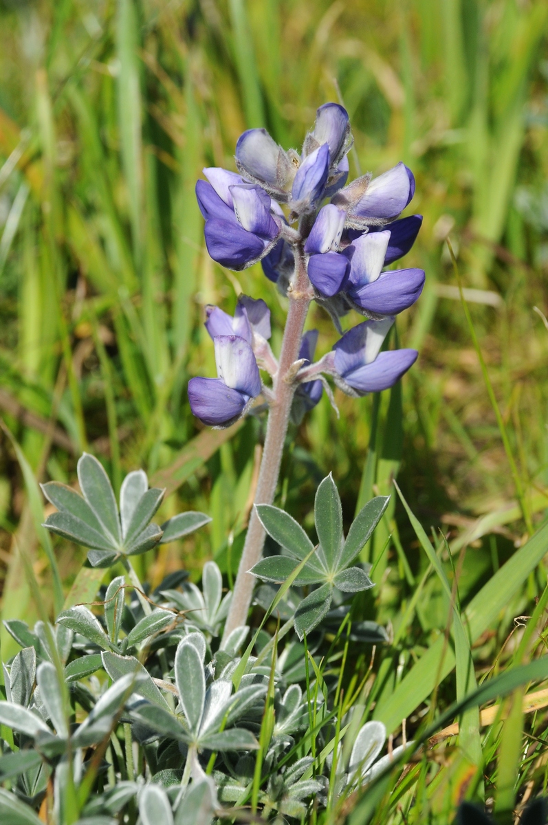 Image of Lupinus albifrons specimen.