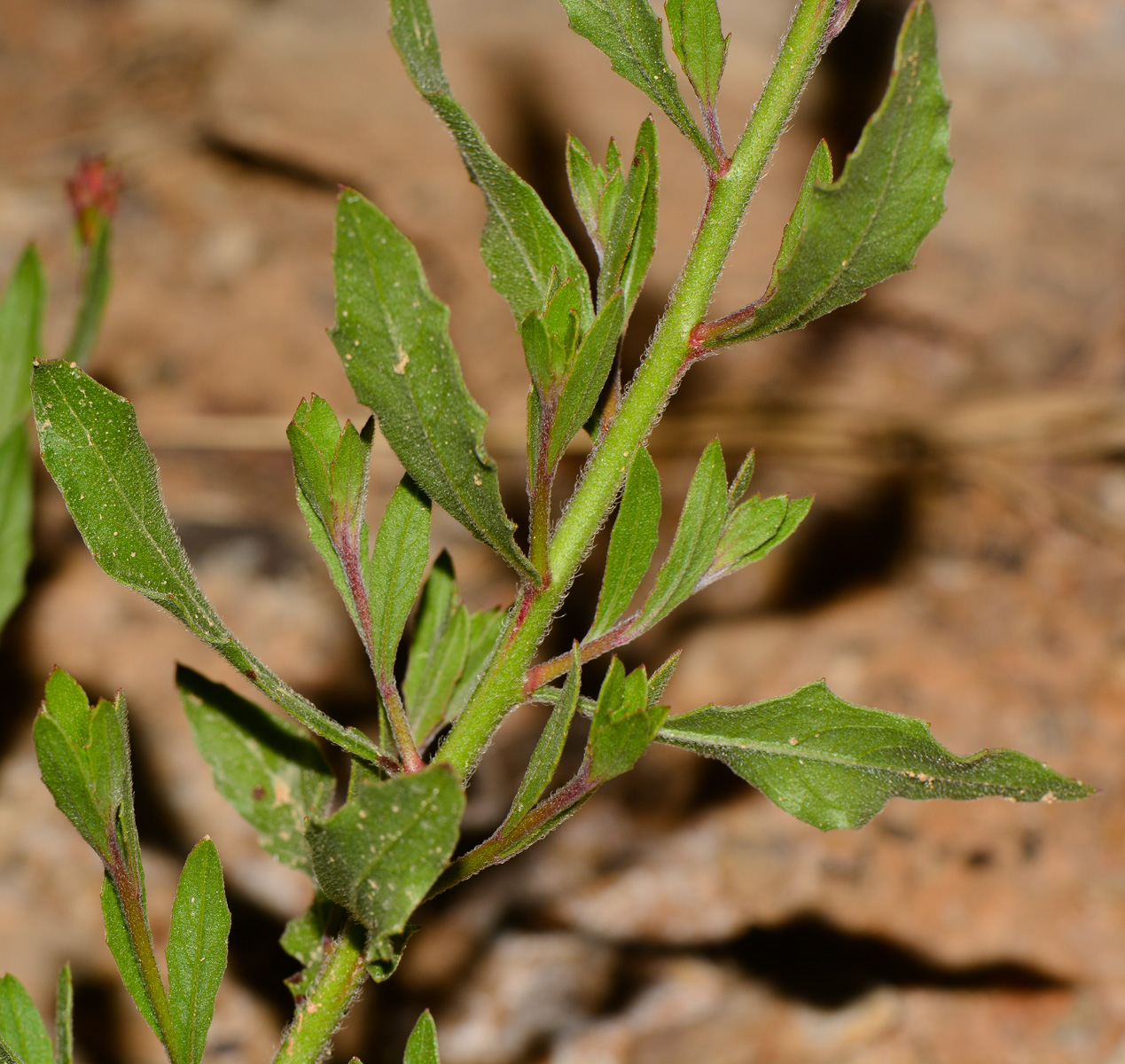 Image of Gaura lindheimeri specimen.