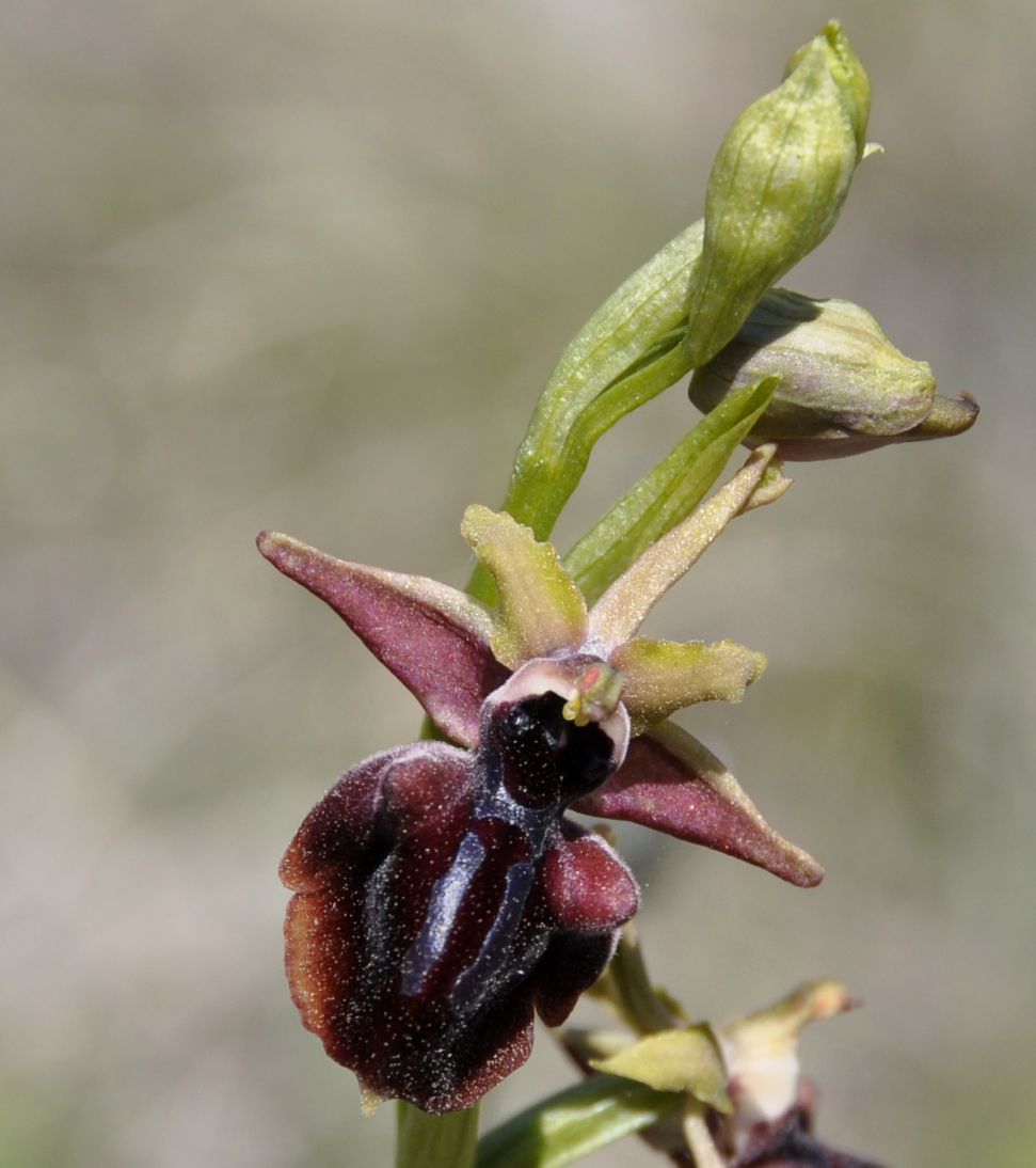 Image of Ophrys mammosa specimen.