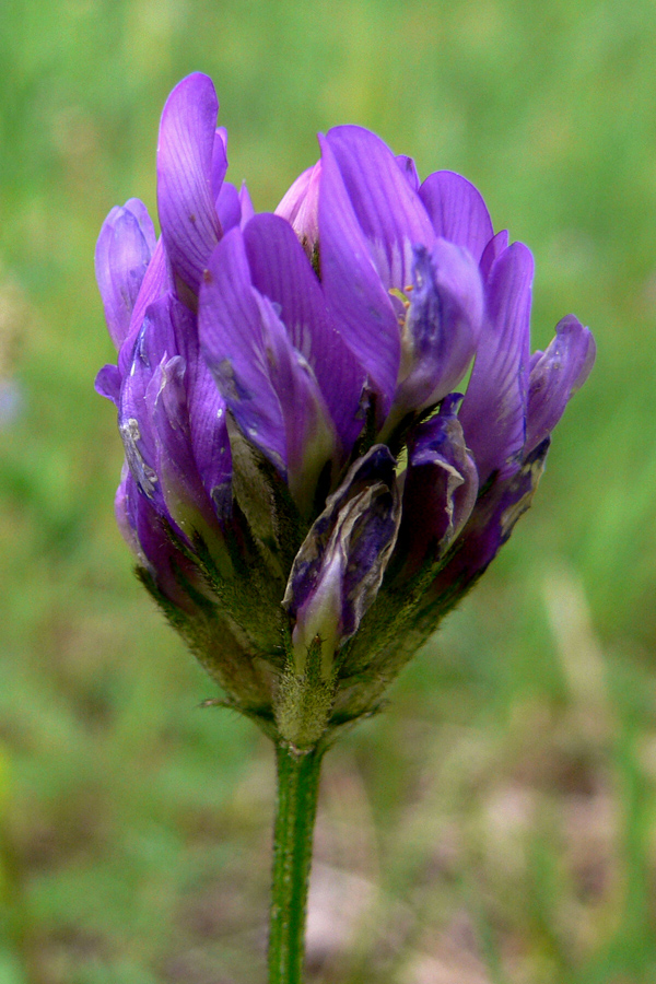 Изображение особи Astragalus danicus.